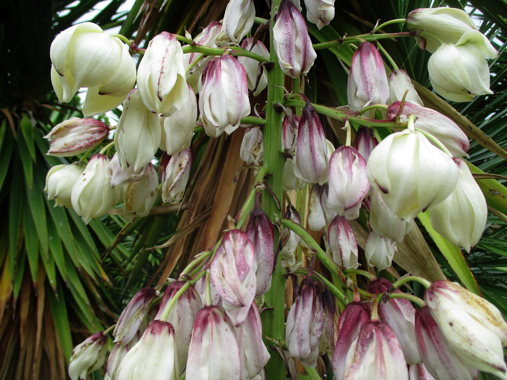 Image of genus Yucca specimen.