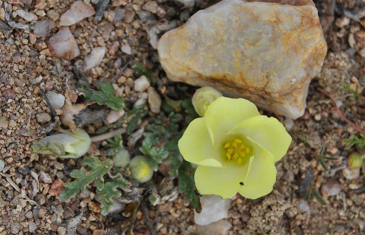 Image of Grielum humifusum specimen.