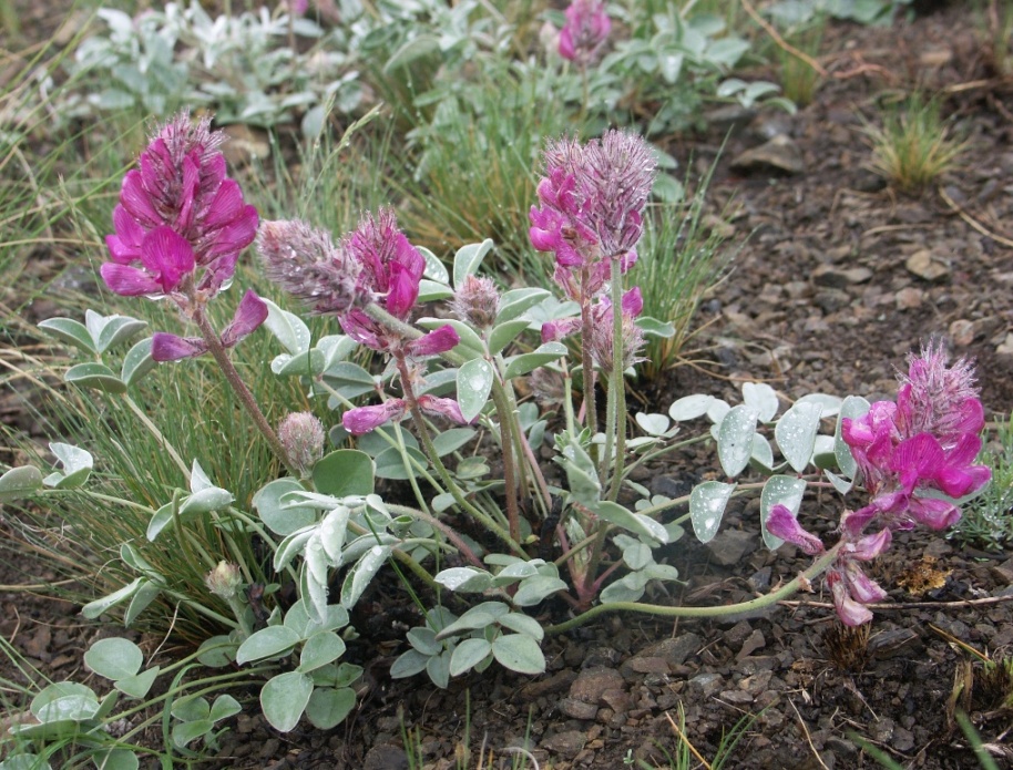 Изображение особи Hedysarum argyrophyllum.