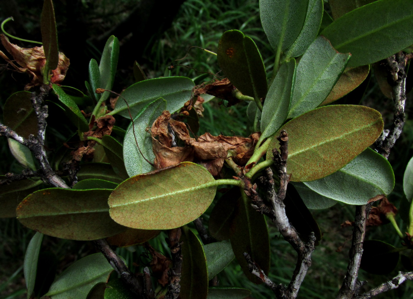 Image of Rhododendron sajanense specimen.