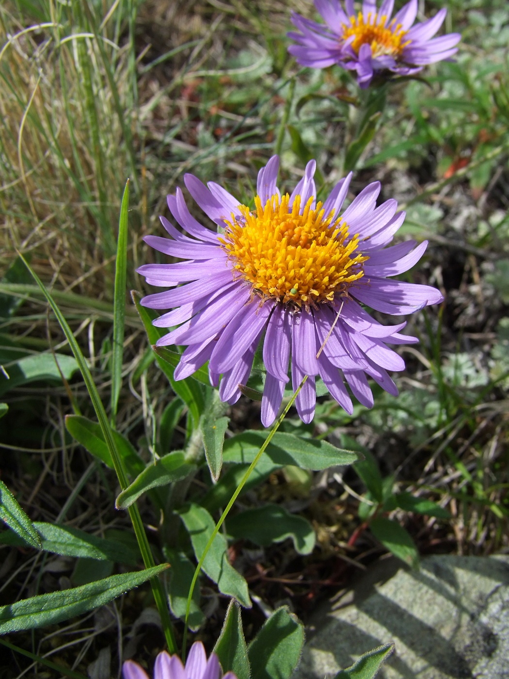 Изображение особи Aster alpinus.