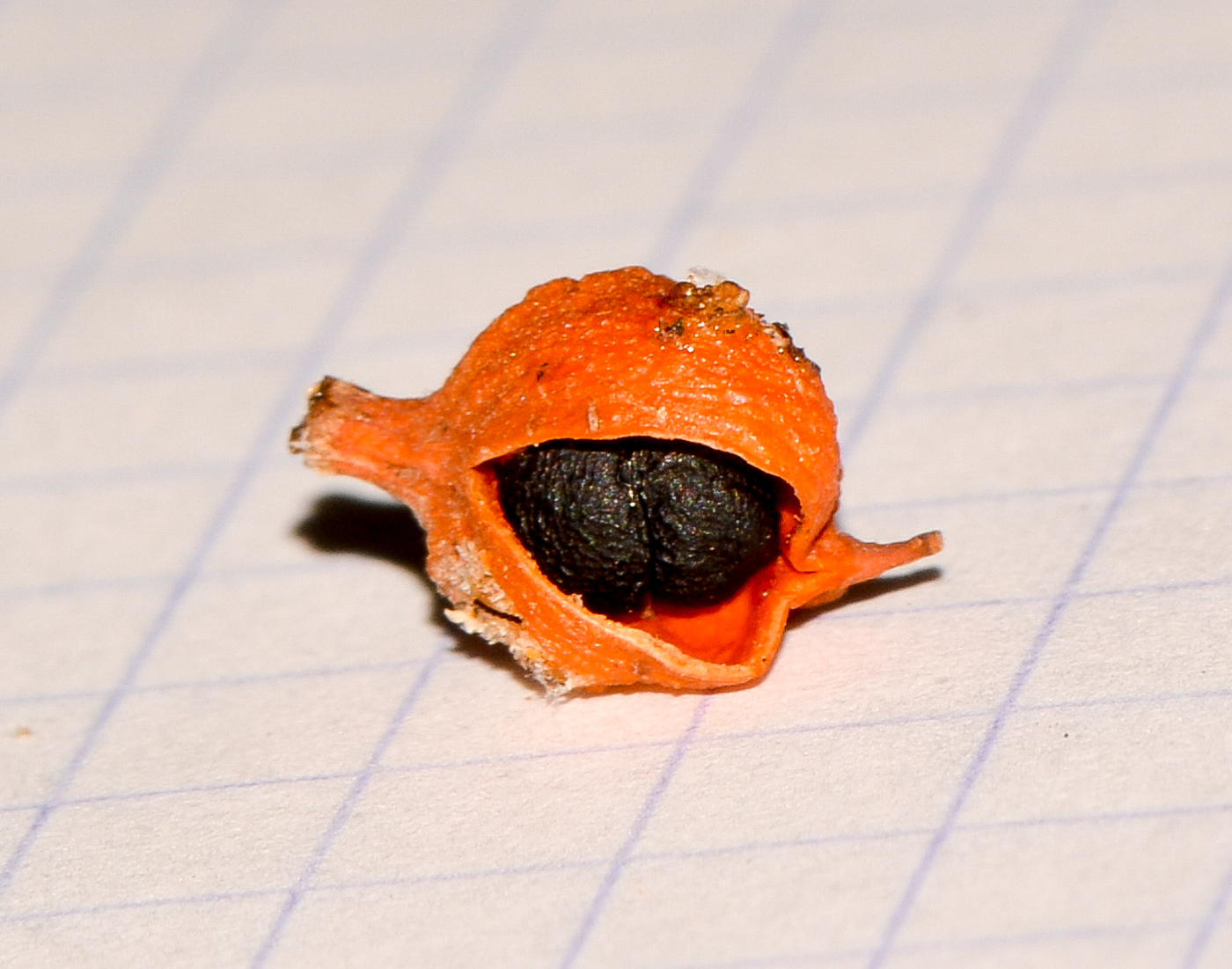 Image of Pittosporum rhombifolium specimen.