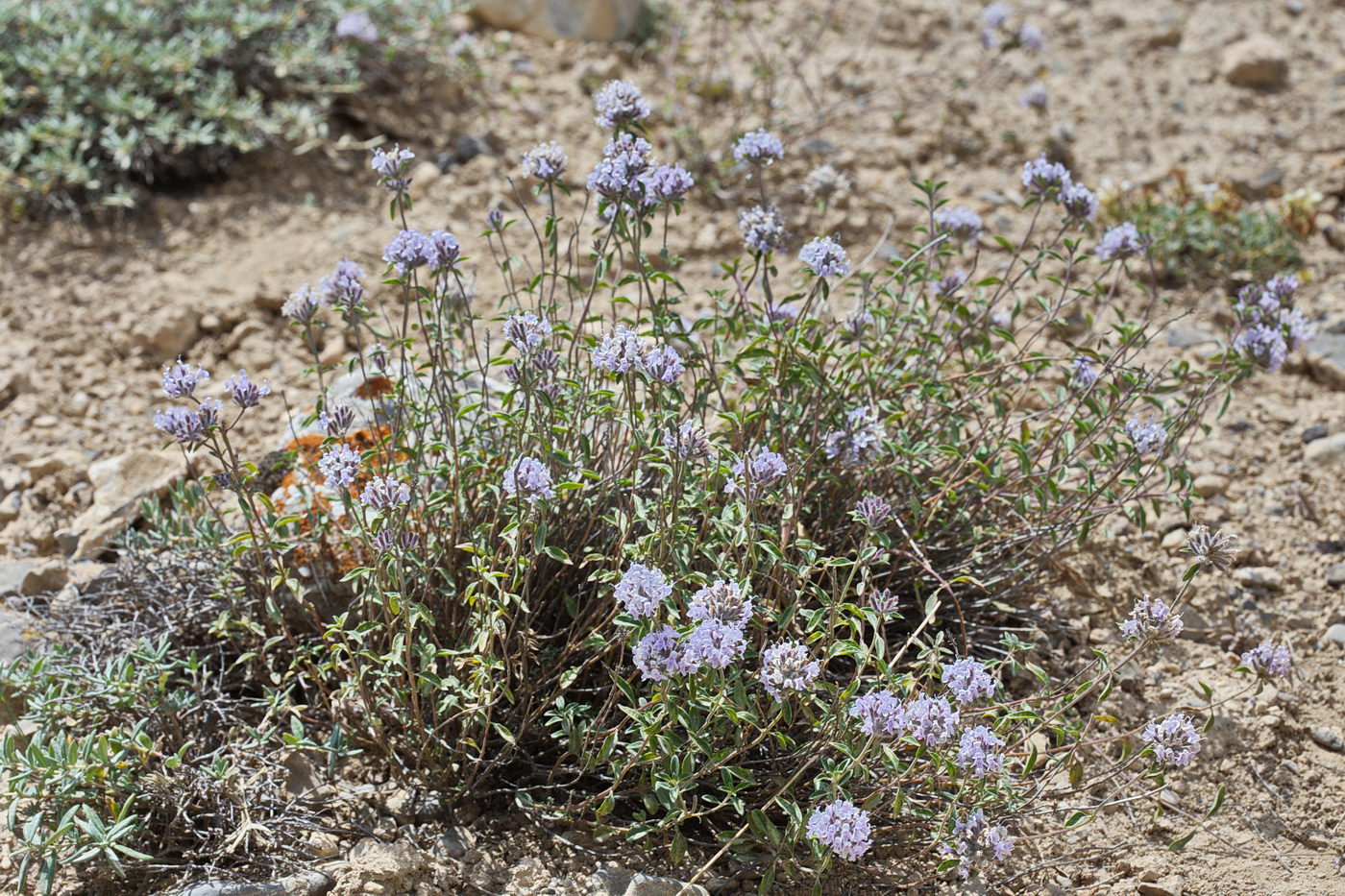 Image of Ziziphora pamiroalaica specimen.