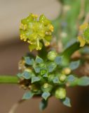 Euphorbia caput-medusae. Соцветие - циаций. Израиль, Шарон, г. Тель-Авив, ботанический сад университета, в культуре. 23.08.2017.