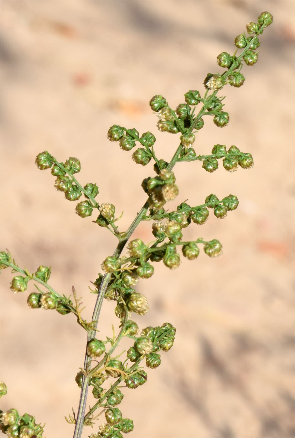 Изображение особи Artemisia annua.