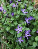 Vinca herbacea