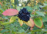 Viburnum lantana. Соплодие и листья в осенней окраске. Подмосковье, Одинцовский р-н, дер. Лайково, приусадебный участок. Октябрь 2017 г.