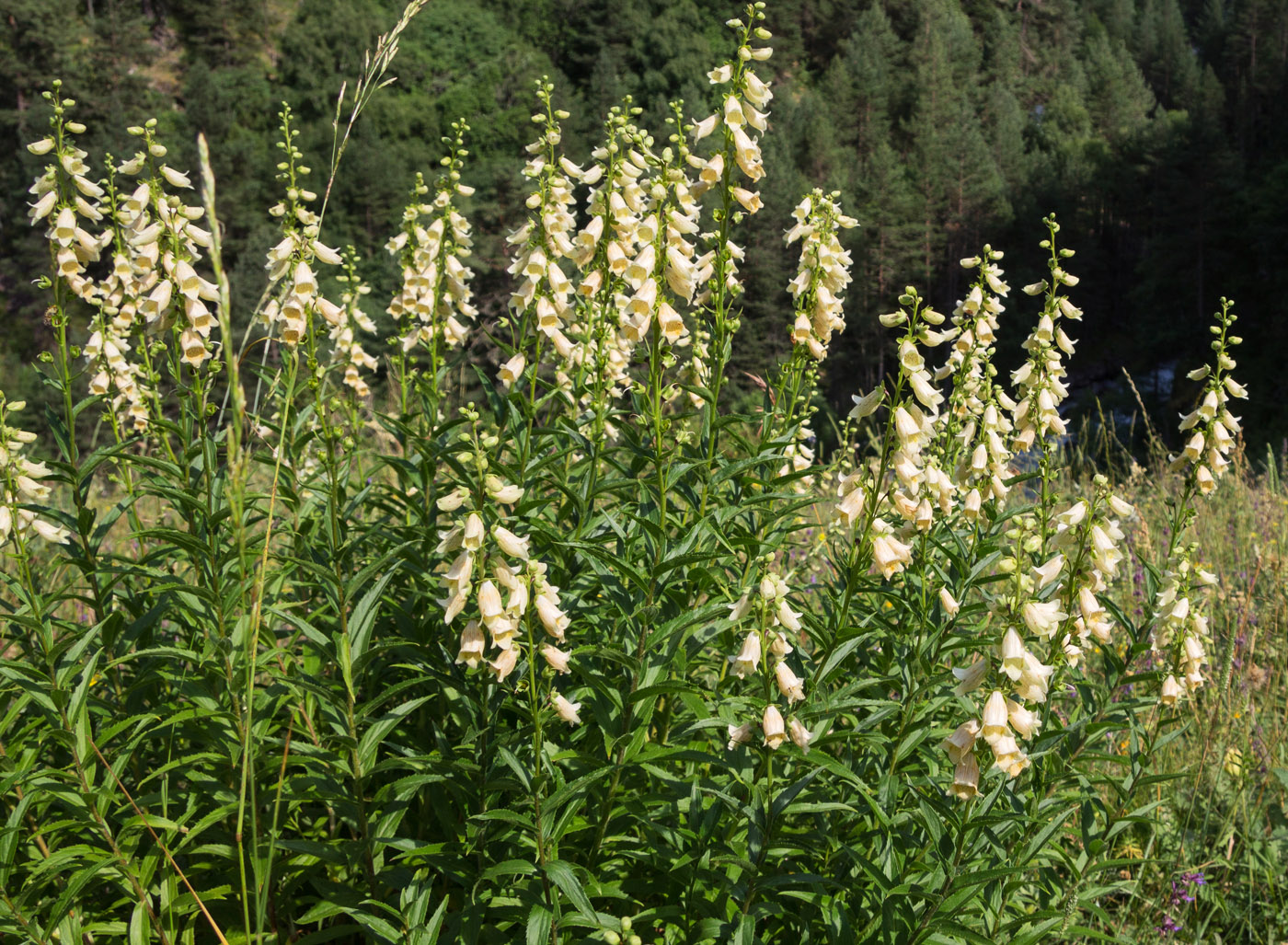 Изображение особи Digitalis ciliata.