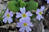Primula vulgaris
