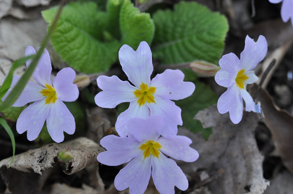 Image of Primula vulgaris specimen.