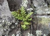 Woodsia calcarea