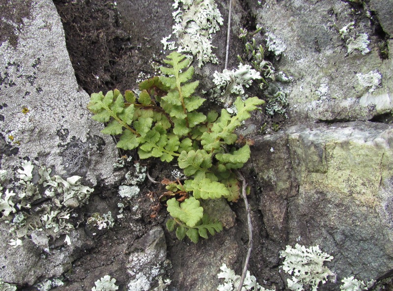Image of Woodsia calcarea specimen.