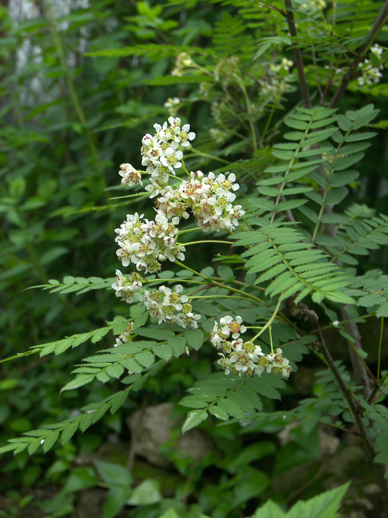 Image of Sorbus koehneana specimen.