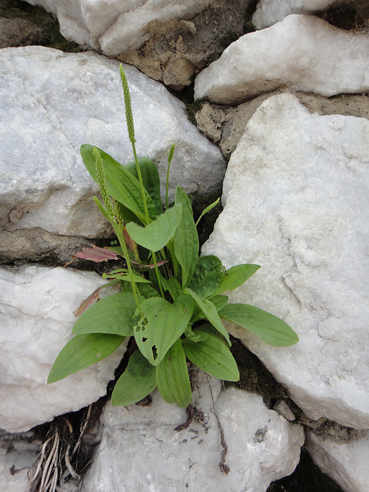 Изображение особи род Plantago.