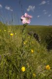 Linum hypericifolium. Цветущее растение в окружении Ranunculus. Кабардино-Балкария, северный склон Эльбруса, окр. ущ. ручья Карачаул, выс. ок. 2600 м н.у.м., северо-восточный травянистый склон. 07.07.2011.