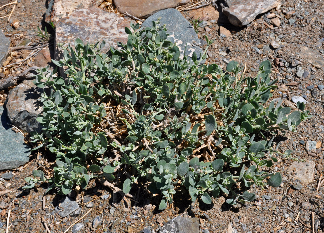 Image of Chenopodium frutescens specimen.