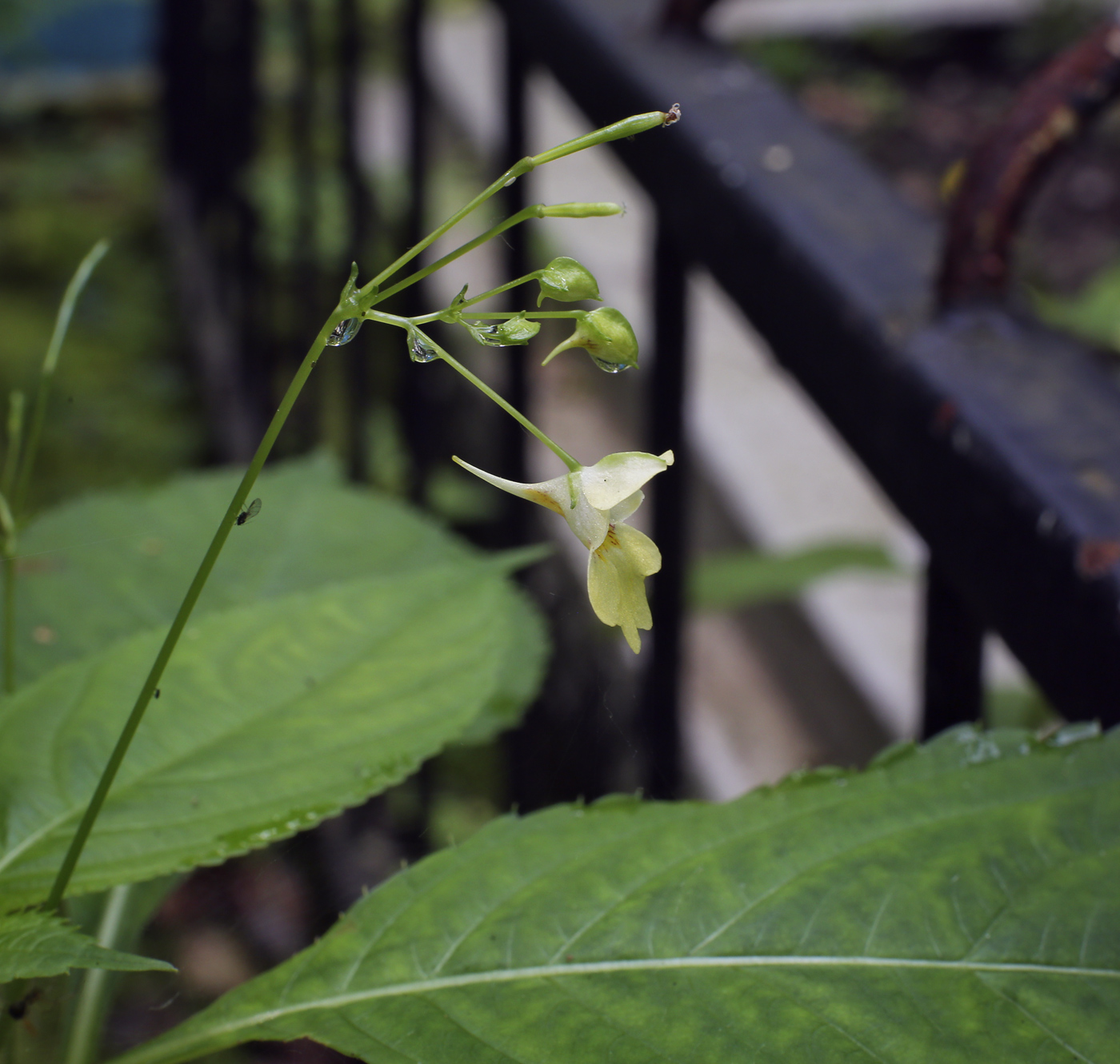 Image of Impatiens parviflora specimen.