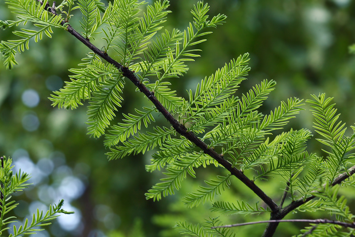 Изображение особи Taxodium distichum.