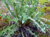 Taraxacum reflexilobum