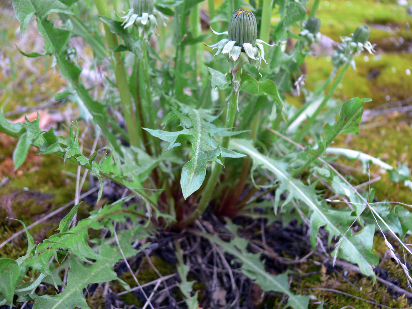 Image of Taraxacum reflexilobum specimen.