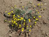 Potentilla sericea