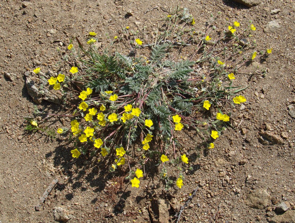 Изображение особи Potentilla sericea.