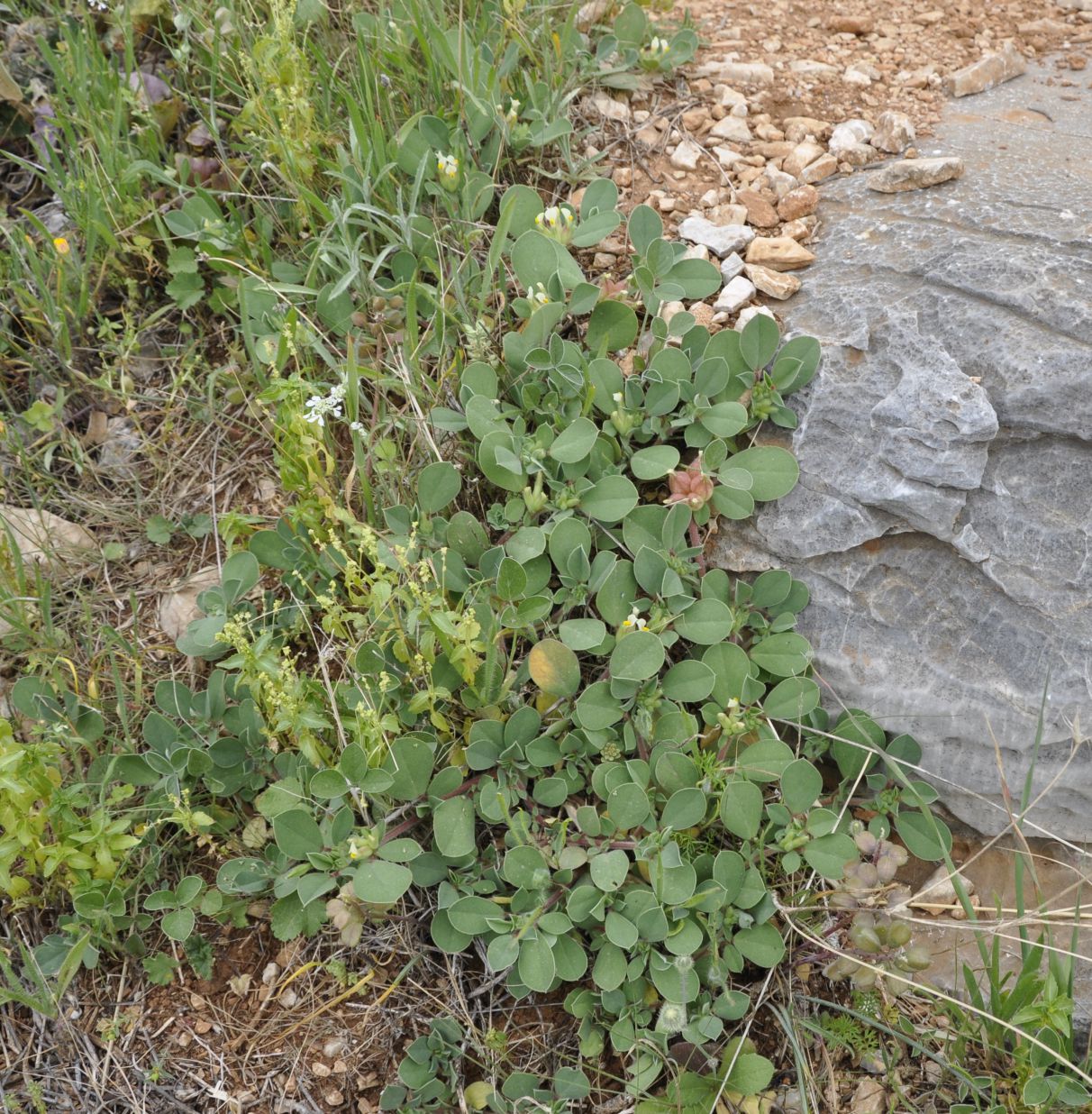 Image of Tripodion tetraphyllum specimen.