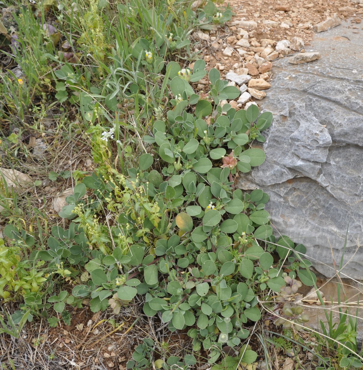 Изображение особи Tripodion tetraphyllum.