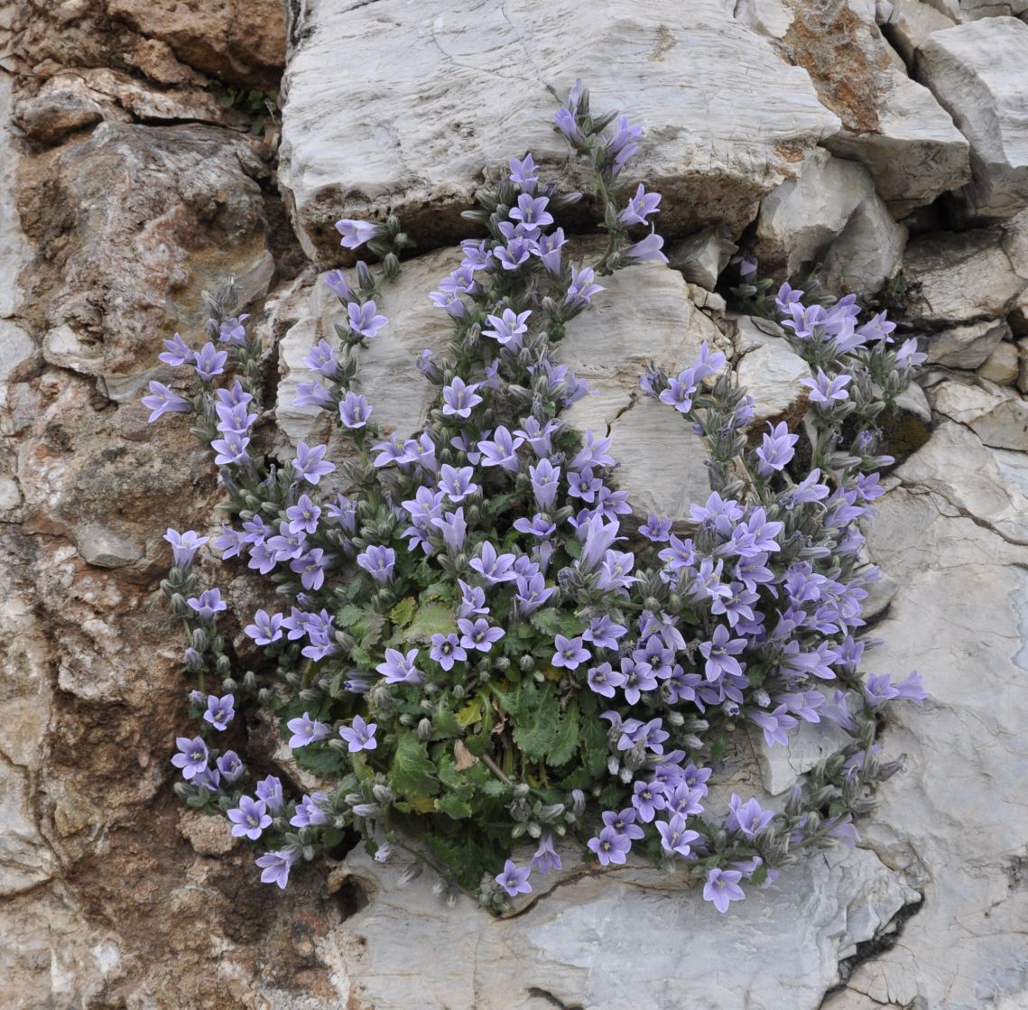 Изображение особи Campanula celsii.