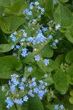 Brunnera macrophylla