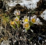 Pulsatilla uralensis. Цветущие растения с питающейся пчелой и мухами. Пермский край, Лысьвенский р-н, долина р. Чусовой, крутой склон камня Дужной. 02.05.2018.