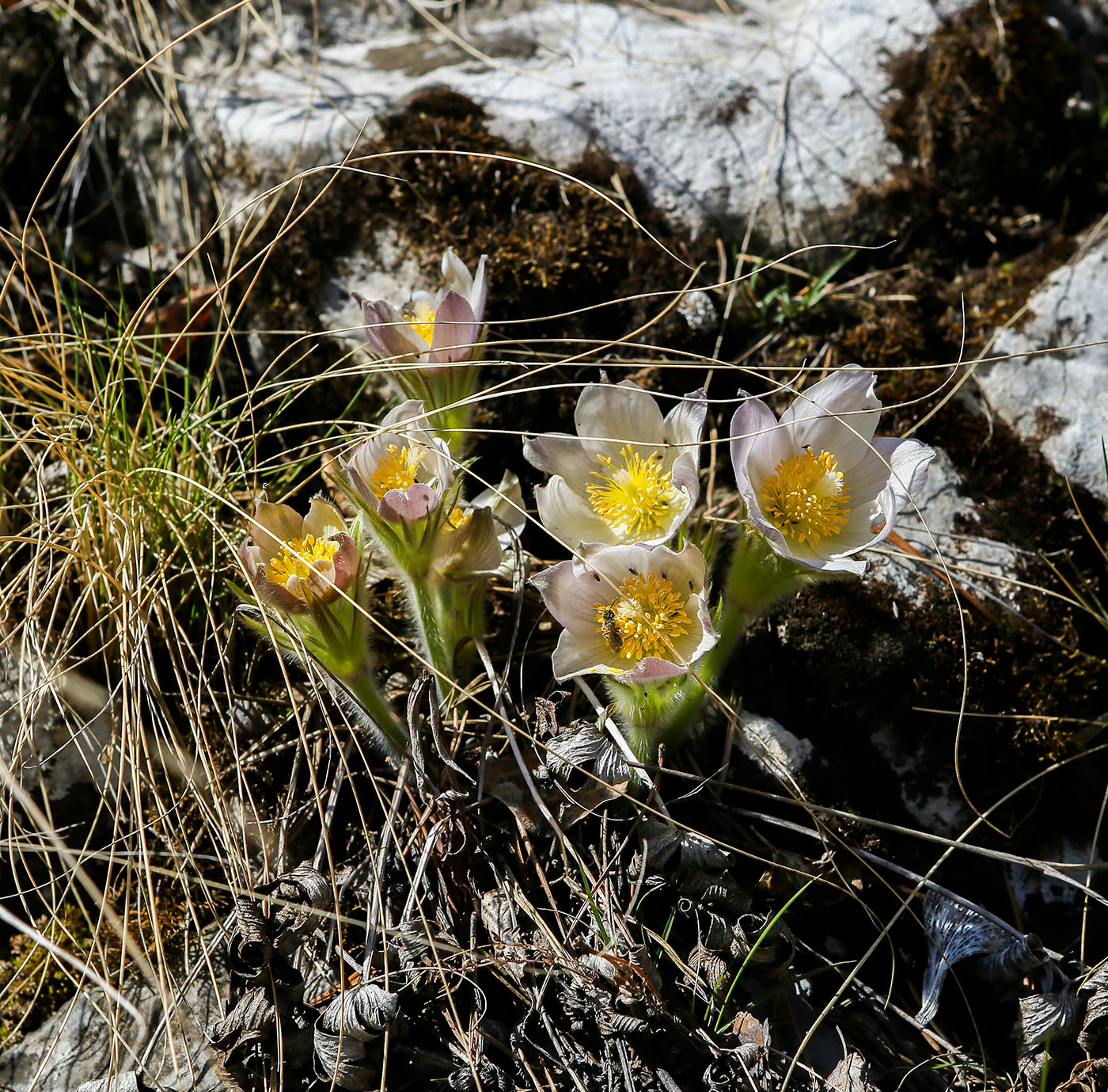 Изображение особи Pulsatilla uralensis.