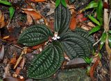 Sonerila moluccana. Цветущее растение. Малайзия, о-в Пенанг, национальный парк Пенанг, влажный тропический лес. 06.05.2017.