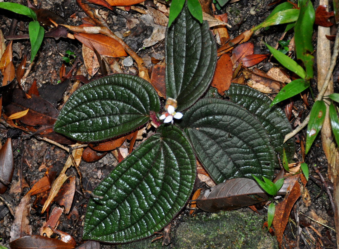 Image of Sonerila moluccana specimen.