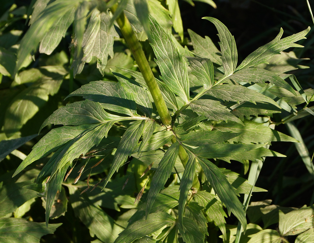 Изображение особи Valeriana dubia.