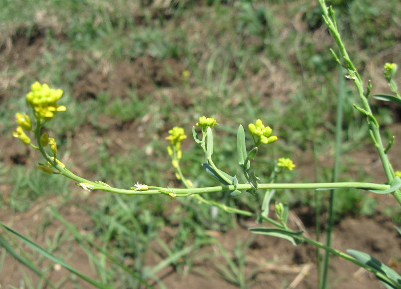 Изображение особи Myagrum perfoliatum.