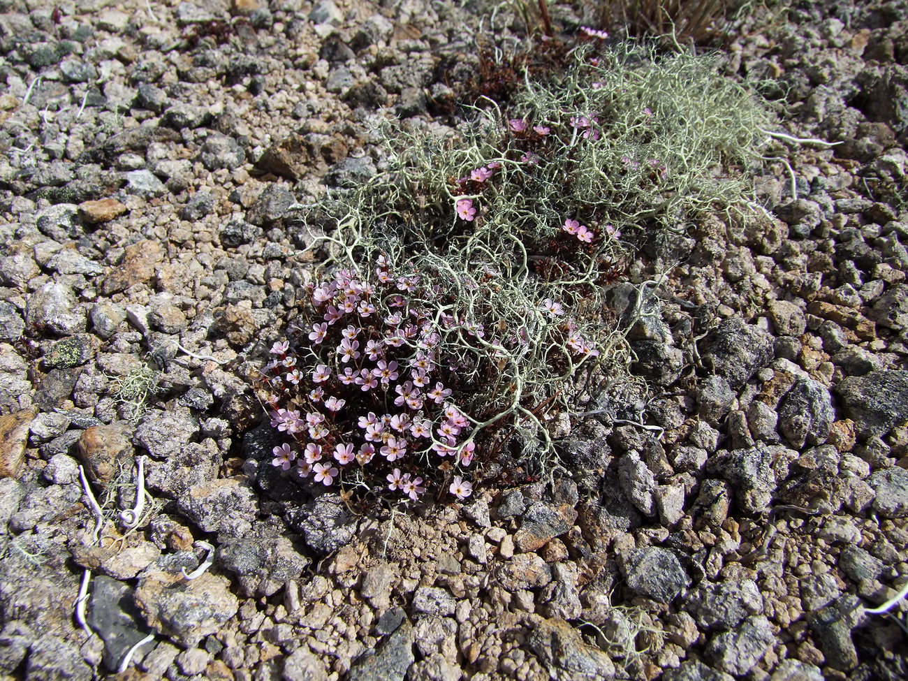 Изображение особи Douglasia ochotensis.