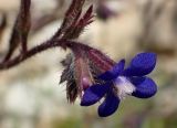 Anchusa azurea