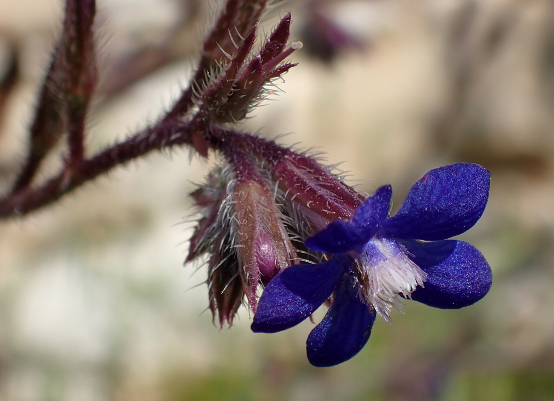 Image of Anchusa azurea specimen.