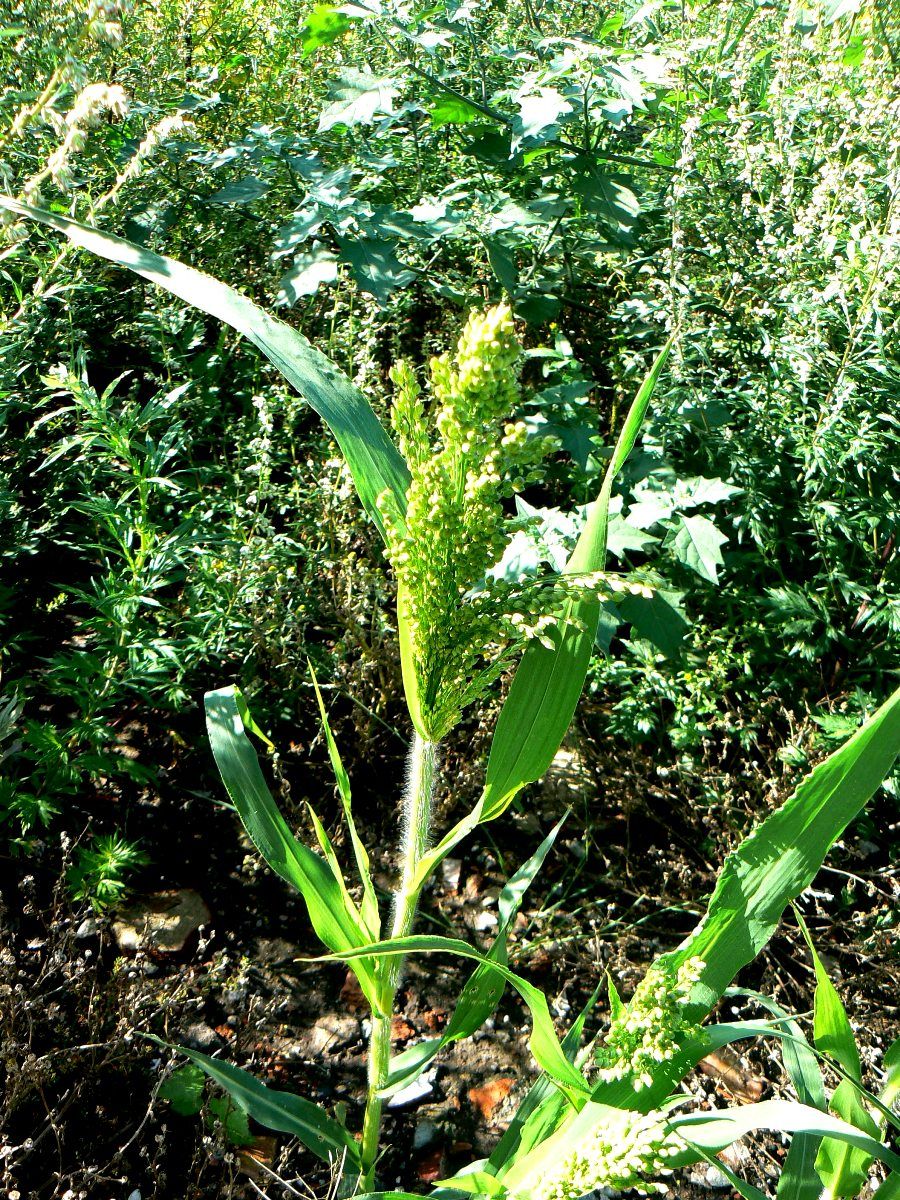 Image of Panicum miliaceum specimen.