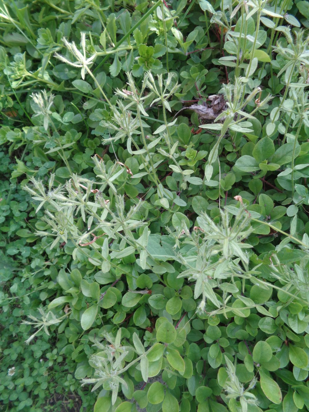 Изображение особи Phlox stolonifera.