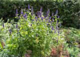 Agastache rugosa. Цветущее растение. Санкт-Петербург, Старый Петергоф, парк \"Сергиевка\", цветник с элементами рокария и альпийской горки. 17.09.2017.