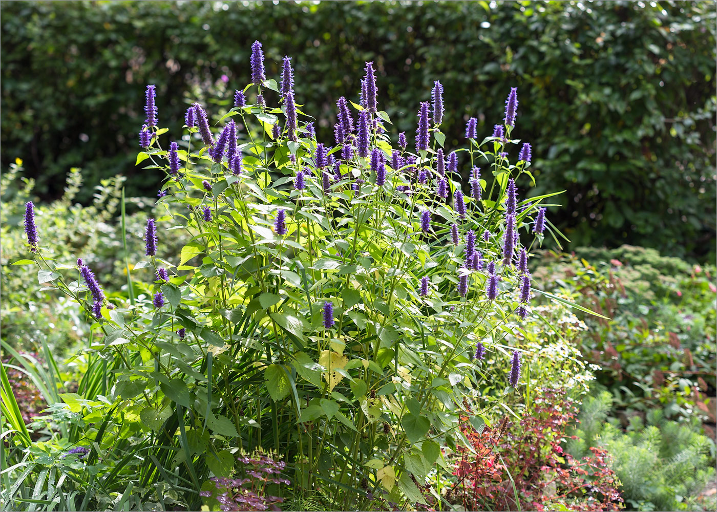 Image of Agastache rugosa specimen.