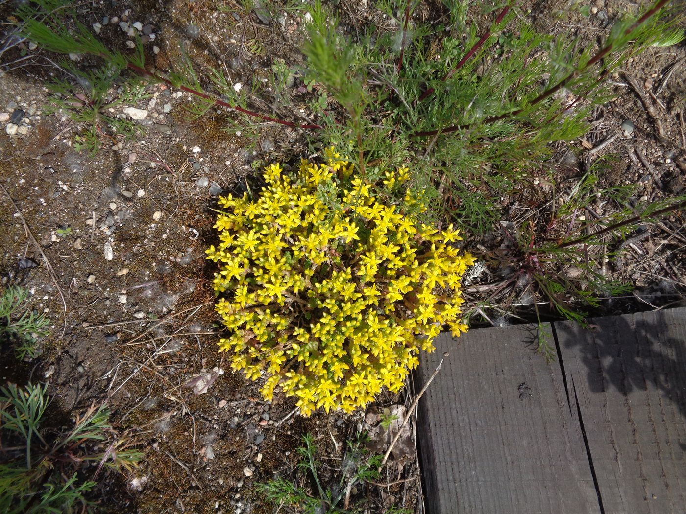 Image of Sedum acre specimen.