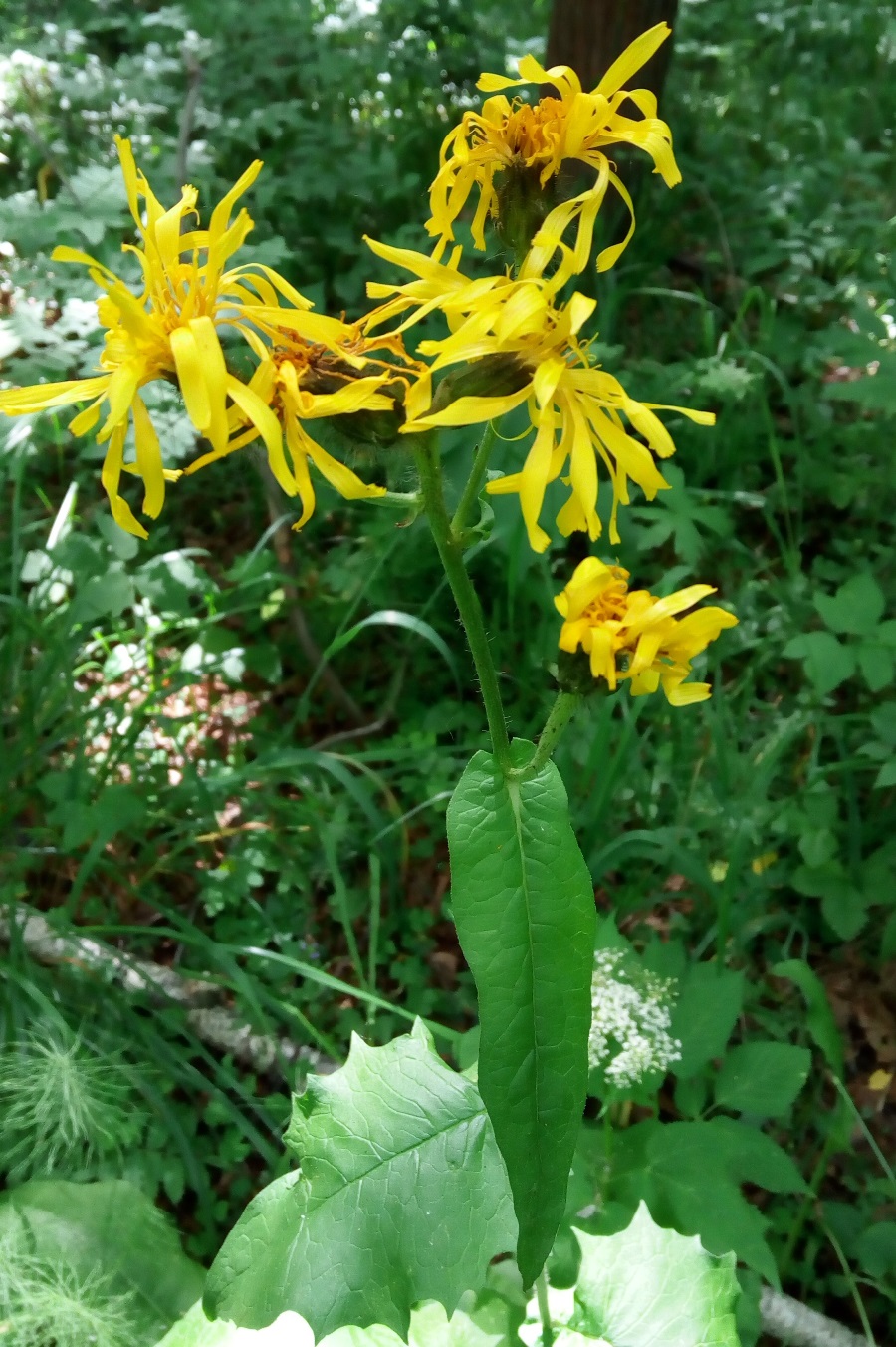 Image of Crepis sibirica specimen.