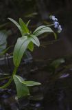 Myosotis palustris. Цветущее растение. Московская обл., Одинцовский р-н, окр. дер. Волково, р. Москва, прибрежное мелководье. 26.07.2018.