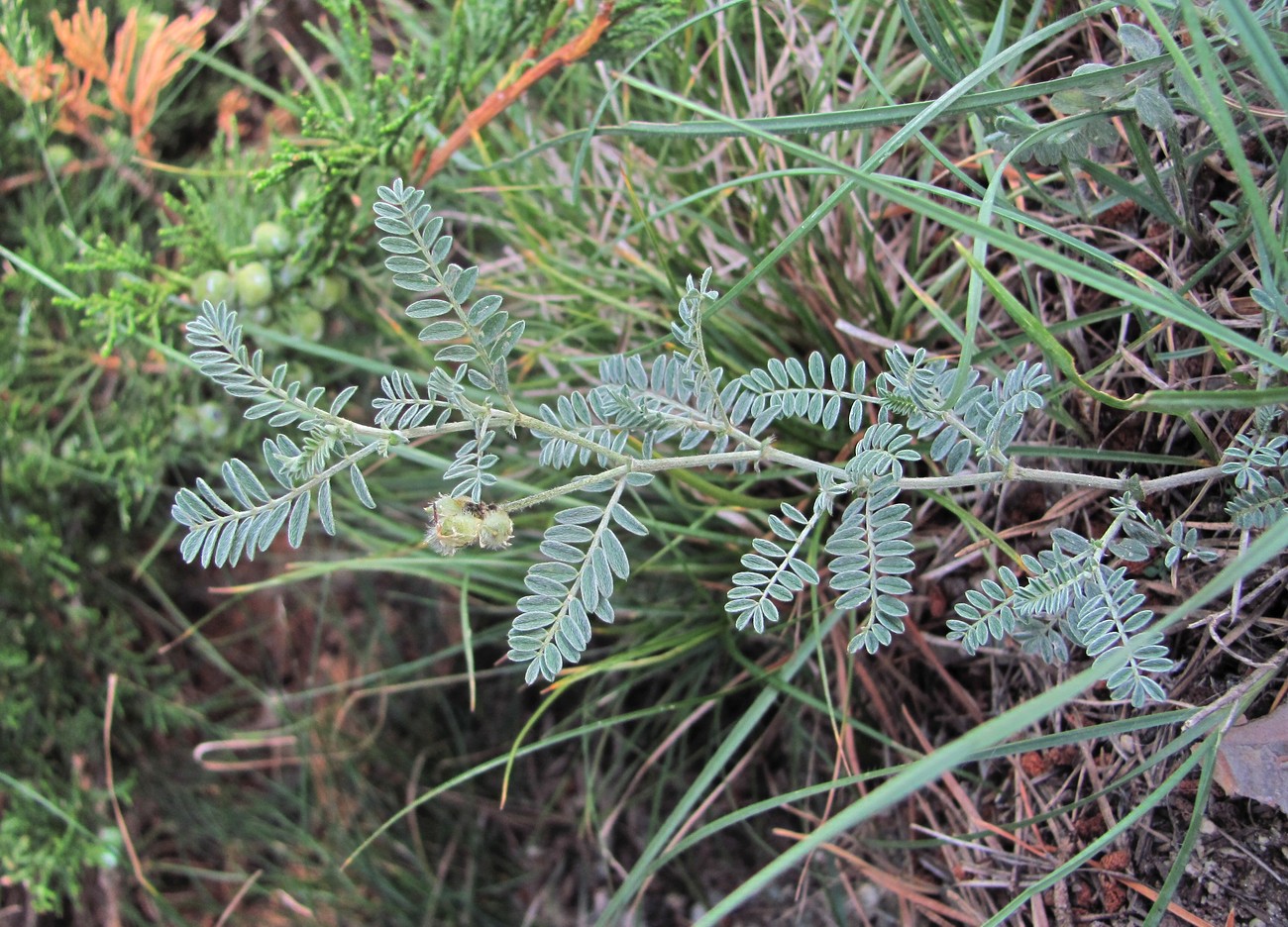 Изображение особи Astragalus tshegemensis.