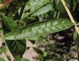 Buddleja davidii. Лист. Украина, г. Запорожье, Запорожский детский ботанический сад. 23.08.2018.