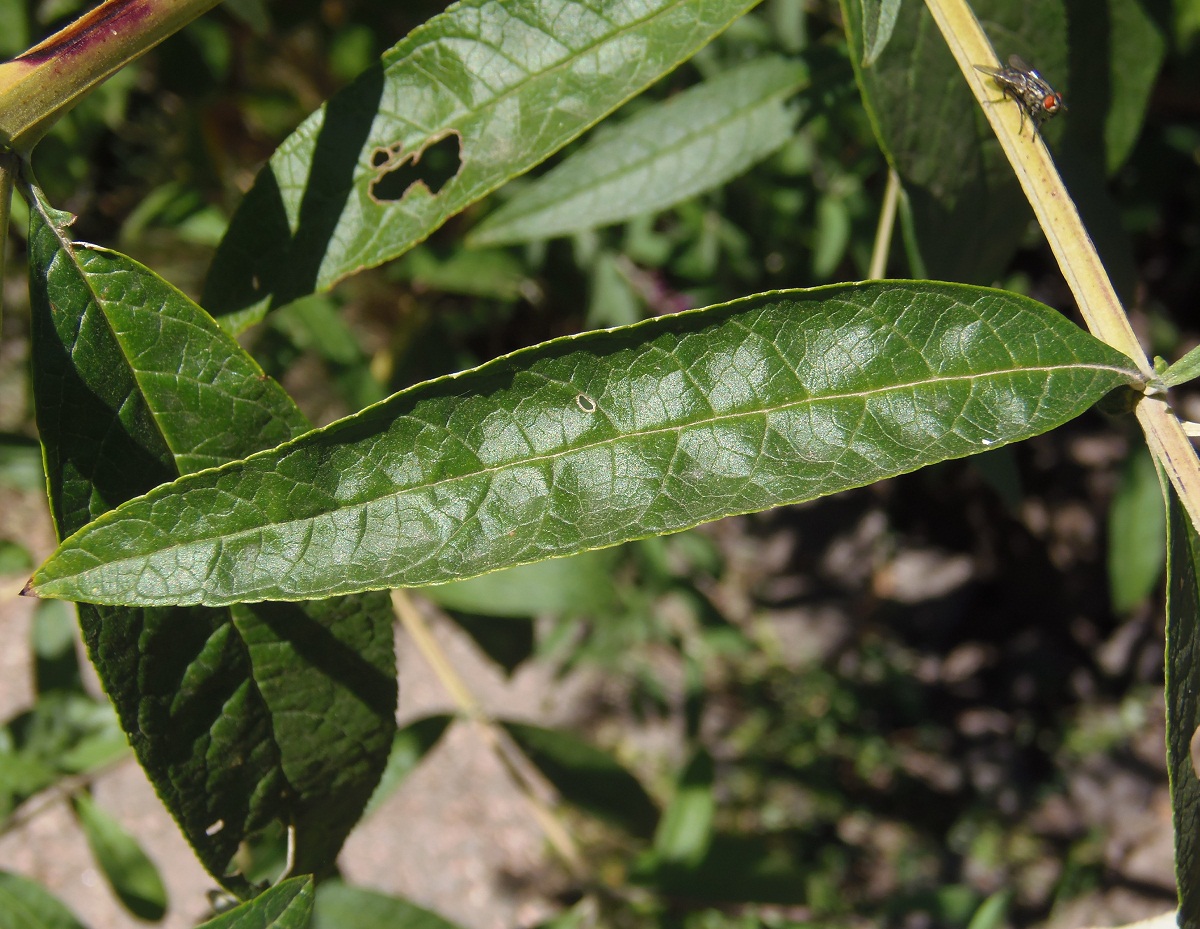 Изображение особи Buddleja davidii.