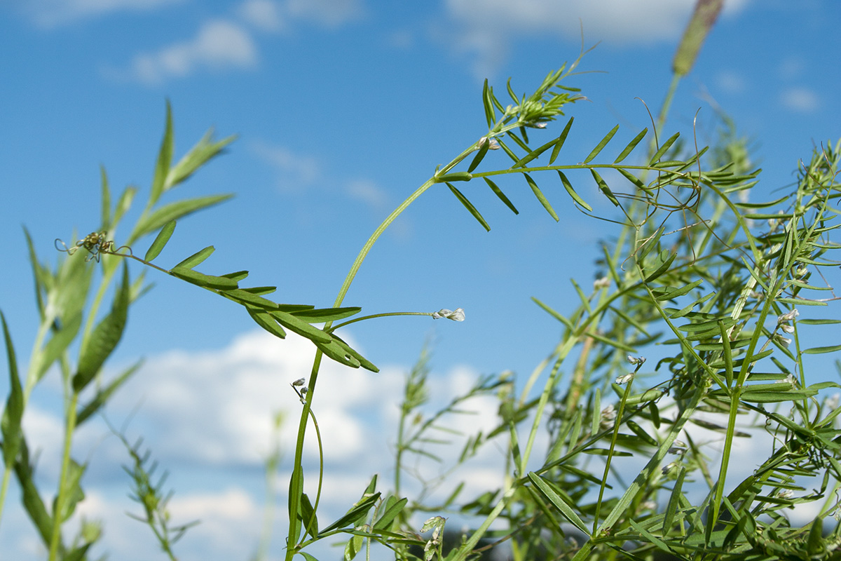 Image of Vicia hirsuta specimen.